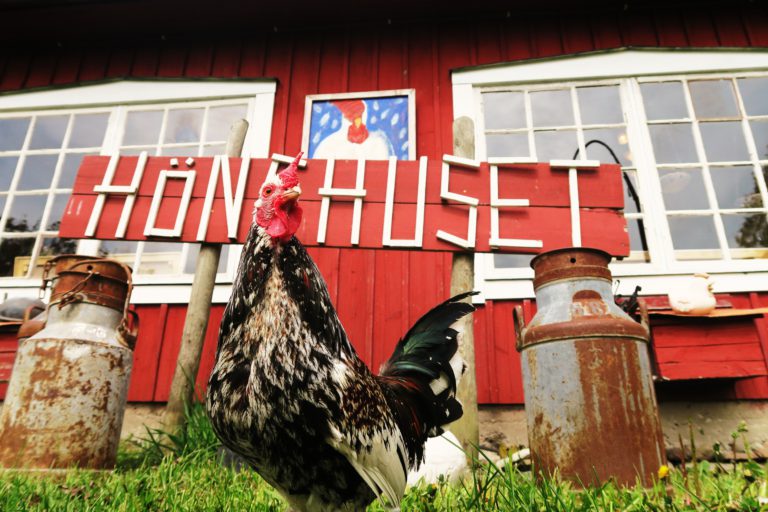 Galleri Hönshuset i Kalvhagen i Södvik på Öland har Skördefest öppet! Fredag och Lördag 10-24 Söndag 10-15